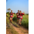 Team 306 / Raid Amazones Sri Lanka 2022 - J1 Trail