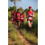 Team 333 / Raid Amazones Sri Lanka 2022 - J1 Trail
