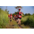 Team 14 / Raid Amazones Sri Lanka 2022 - J1 Trail