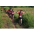 Team 67 / Raid Amazones Sri Lanka 2022 - J1 Trail