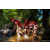 Team 12 / Raid Amazones Sri Lanka 2022 - J1 Trail