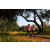 Team 02 / Raid Amazones Sri Lanka 2022 - J1 Trail