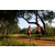 Team 08 / Raid Amazones Sri Lanka 2022 - J1 Trail
