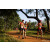 Team 304 / Raid Amazones Sri Lanka 2022 - J1 Trail