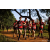 Team 320 / Raid Amazones Sri Lanka 2022 - J1 Trail