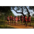 Team 19 / Raid Amazones Sri Lanka 2022 - J1 Trail