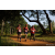 Team 325 / Raid Amazones Sri Lanka 2022 - J1 Trail