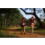 Team 43 / Raid Amazones Sri Lanka 2022 - J1 Trail