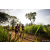 Team 315 / Raid Amazones Sri Lanka 2022 - J1 Trail