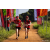 Team 34 / Raid Amazones Sri Lanka 2022 - J1 Trail