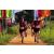 Team 12 / Raid Amazones Sri Lanka 2022 - J1 Trail