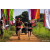 Team 38 / Raid Amazones Sri Lanka 2022 - J1 Trail
