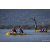 Team 47 / Raid Amazones Sri Lanka 2022 - J2 Canoe