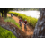Team 309 / Raid Amazones Sri Lanka 2022 - J3 Bike Run