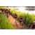 Team 328 / Raid Amazones Sri Lanka 2022 - J3 Bike Run