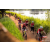 Team 40 / Raid Amazones Sri Lanka 2022 - J3 Bike Run