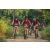 Team 56 / Raid Amazones Sri Lanka 2022 - J5 VTT