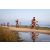 Team 305 / Raid Amazones Sri Lanka 2022 - J5 VTT