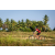 Raid Amazones Sri Lanka 2022 - J5 VTT