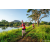 Team 67 / Raid Amazones Sri Lanka 2022 - J6 Trail