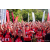 Raid Amazones Sri Lanka 2022 - J6 Trail