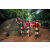 Team 321 / Raid Amazones Sri Lanka 2022 - J6 Trail