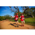 Team 15 / Raid Amazones Sri Lanka 2022 - J6 Trail