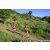 Team 33 / Raid Amazones Sri Lanka 2023 - J1 Trail