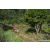 Team 73 / Raid Amazones Sri Lanka 2023 - J1 Trail