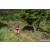 Team 310 / Raid Amazones Sri Lanka 2023 - J1 Trail