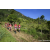 Team 313 / Raid Amazones Sri Lanka 2023 - J1 Trail