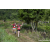 Team 04 / Raid Amazones Sri Lanka 2023 - J1 Trail