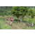 Team 336 / Raid Amazones Sri Lanka 2023 - J1 Trail