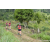 Team 309 / Raid Amazones Sri Lanka 2023 - J1 Trail