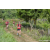 Team 43 / Raid Amazones Sri Lanka 2023 - J1 Trail