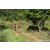 Team 66 / Raid Amazones Sri Lanka 2023 - J1 Trail