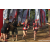 Team 55 / Raid Amazones Sri Lanka 2023 - J1 Trail
