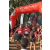 Team 29 / Raid Amazones Sri Lanka 2023 - J1 Trail
