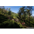 Team 85 / Raid Amazones Sri Lanka 2023 - J1 Trail