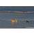 Team 307 / Raid Amazones Sri Lanka 2023 - J2 Canoe