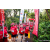 Team 313 / Raid Amazones Sri Lanka 2023 - J2 Canoe