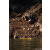 Team 38 / Raid Amazones Sri Lanka 2023 - J2 Canoe
