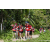 Team 70 / Raid Amazones Sri Lanka 2023 - J3 Bike - Run