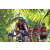 Team 317 / Raid Amazones Sri Lanka 2023 - J3 Bike - Run