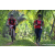 Team 66 / Raid Amazones Sri Lanka 2023 - J3 Bike - Run