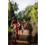 Team 309 / Raid Amazones Sri Lanka 2023 - J3 Bike - Run