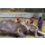 Team 07 / Raid Amazones Sri Lanka 2023 - J4 Chasse au Tresor