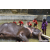 Team 07 / Raid Amazones Sri Lanka 2023 - J4 Chasse au Tresor
