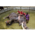 Team 05 / Raid Amazones Sri Lanka 2023 - J4 Chasse au Tresor