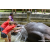 Team 81 / Raid Amazones Sri Lanka 2023 - J4 Chasse au Tresor